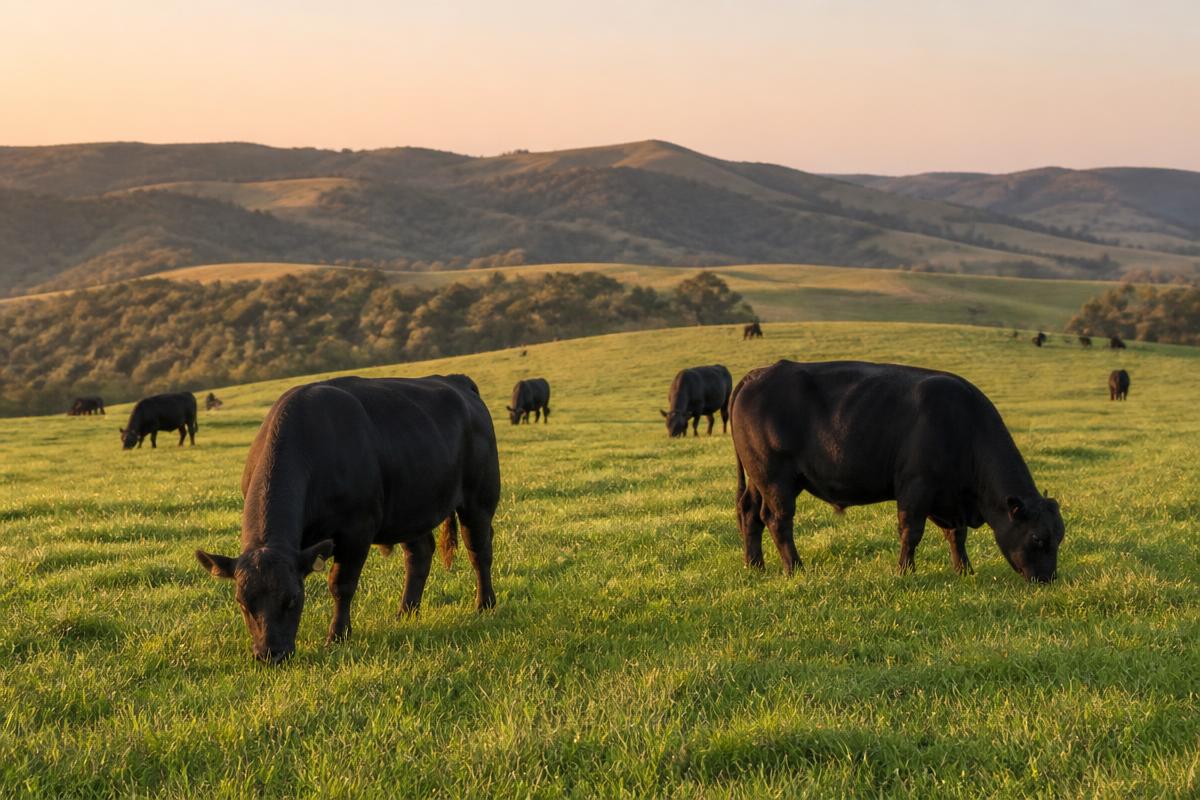 Black cattle grazing on green rolling pasture at golden hour